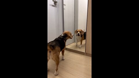"Beagles Have Big Ears – And Even Bigger Attitudes! 😂”