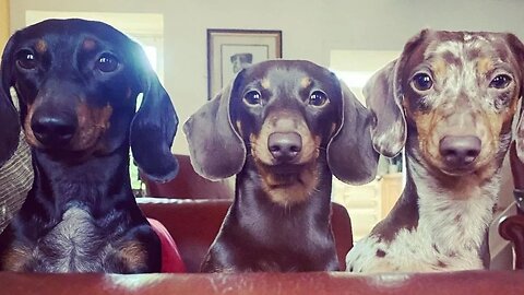 miniature sausage dogs instagram videos compilation