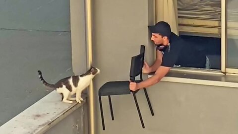 When the cat distribution system chooses you 🧡