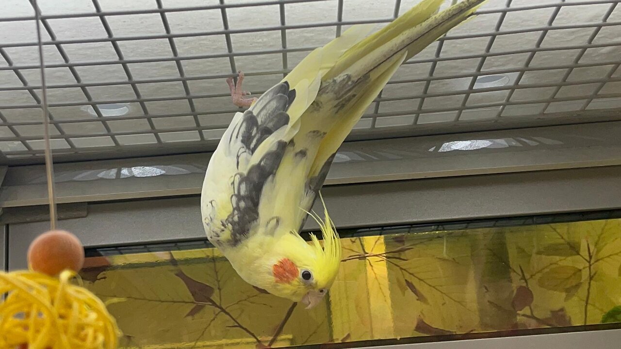The cockatiel (Nymphicus hollandicus)