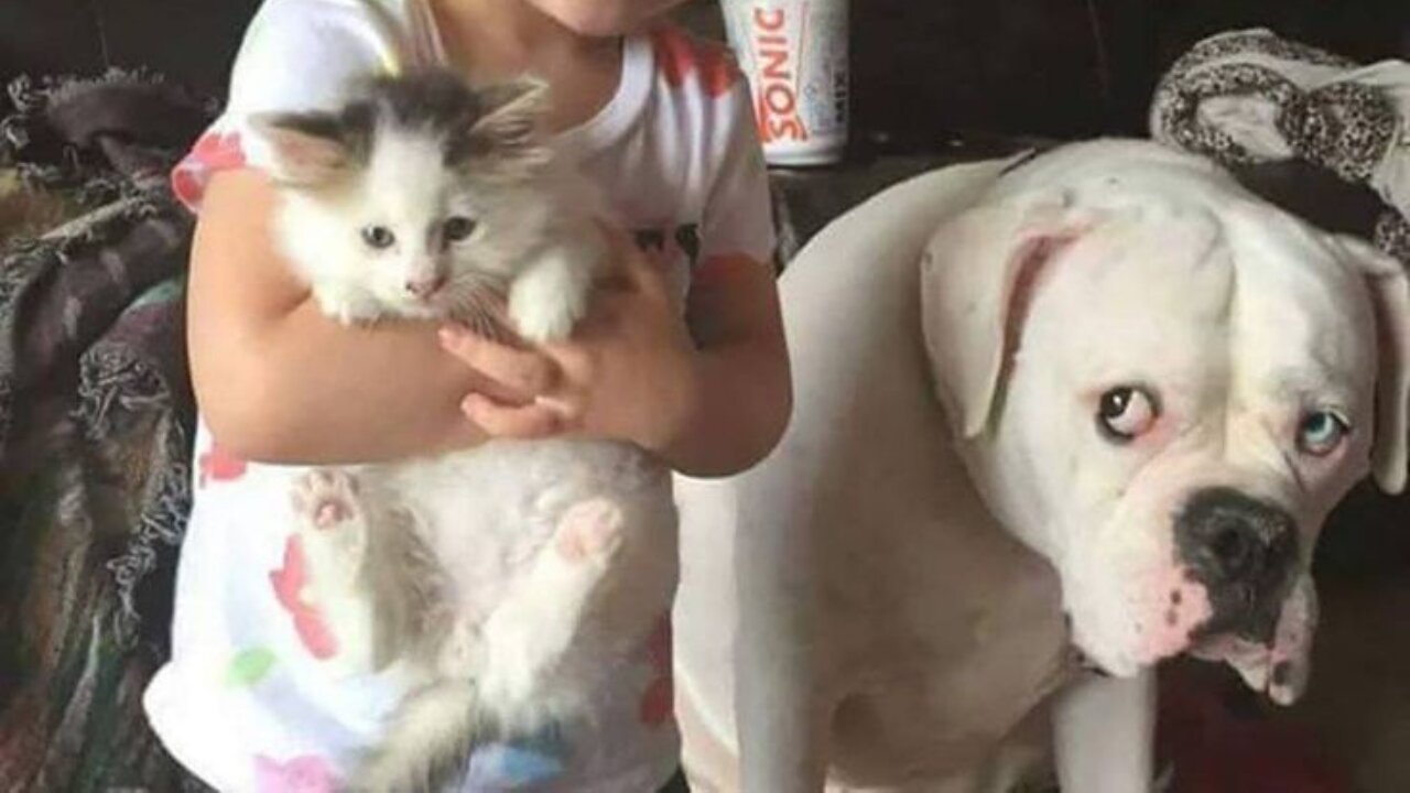 Why dog afraid cat