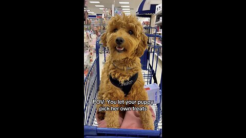 My Dog Picked Out Her Own Treats at the Pet Store! 🐾 | Maple Mae the Mini Goldendoodle
