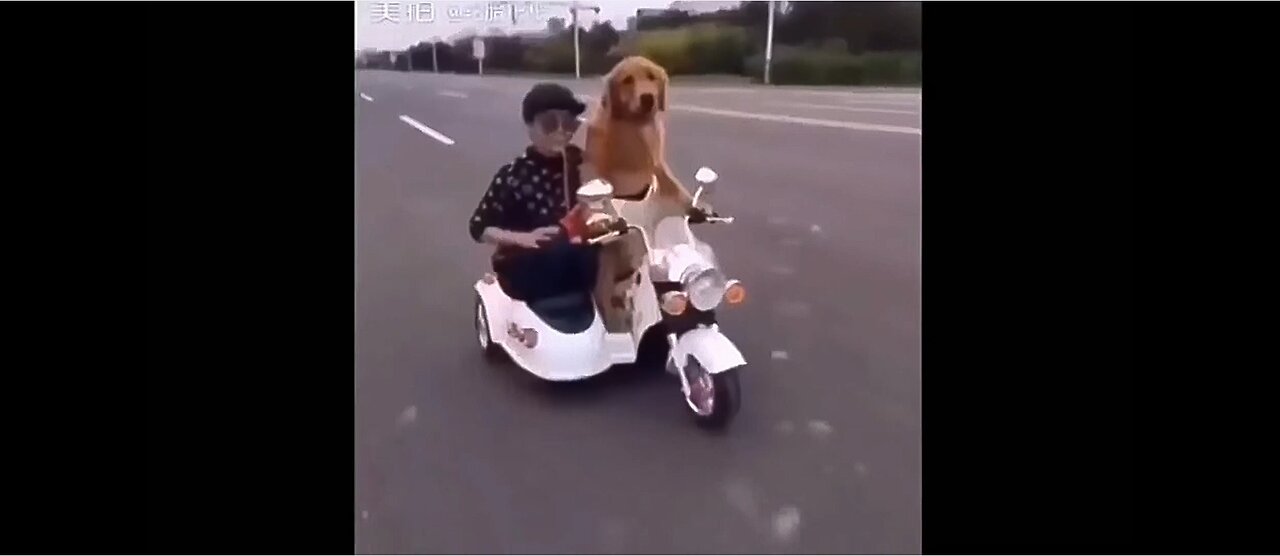 New Funny Videos: Don't Miss Out on the Laughs!