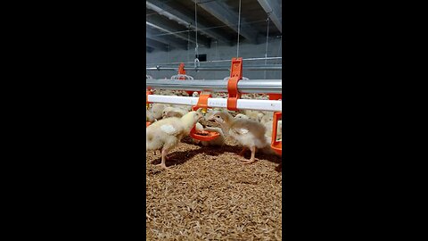 How does a baby chicken drink water on the farm?