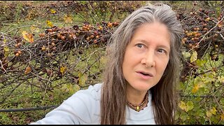 Bees Feeding Off The Ripe Grapes Florida Heidi Rose Homesteading