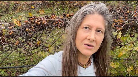 Bees Feeding Off The Ripe Grapes Florida Heidi Rose Homesteading