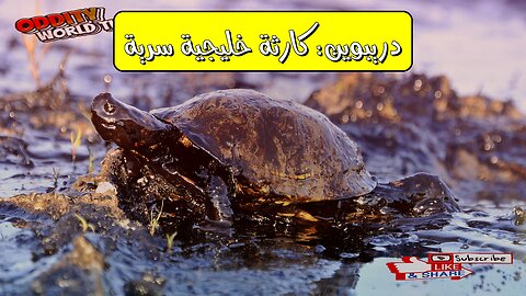 كارثة دريبوين: أسرار التسرب النفطي بالخليج الأمريكي #نفط #تلوث #دريبوين