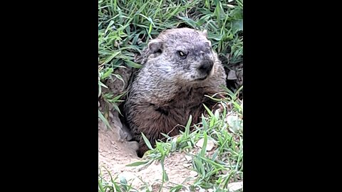 Ground Hog Management
