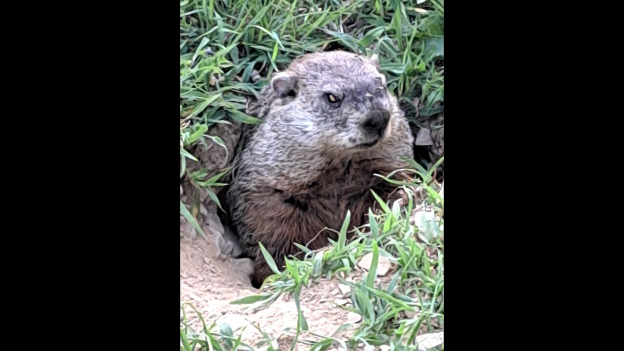 Ground Hog Management