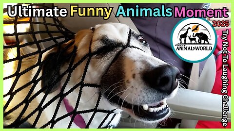 Ultimate Funny Animal Compilation 2025