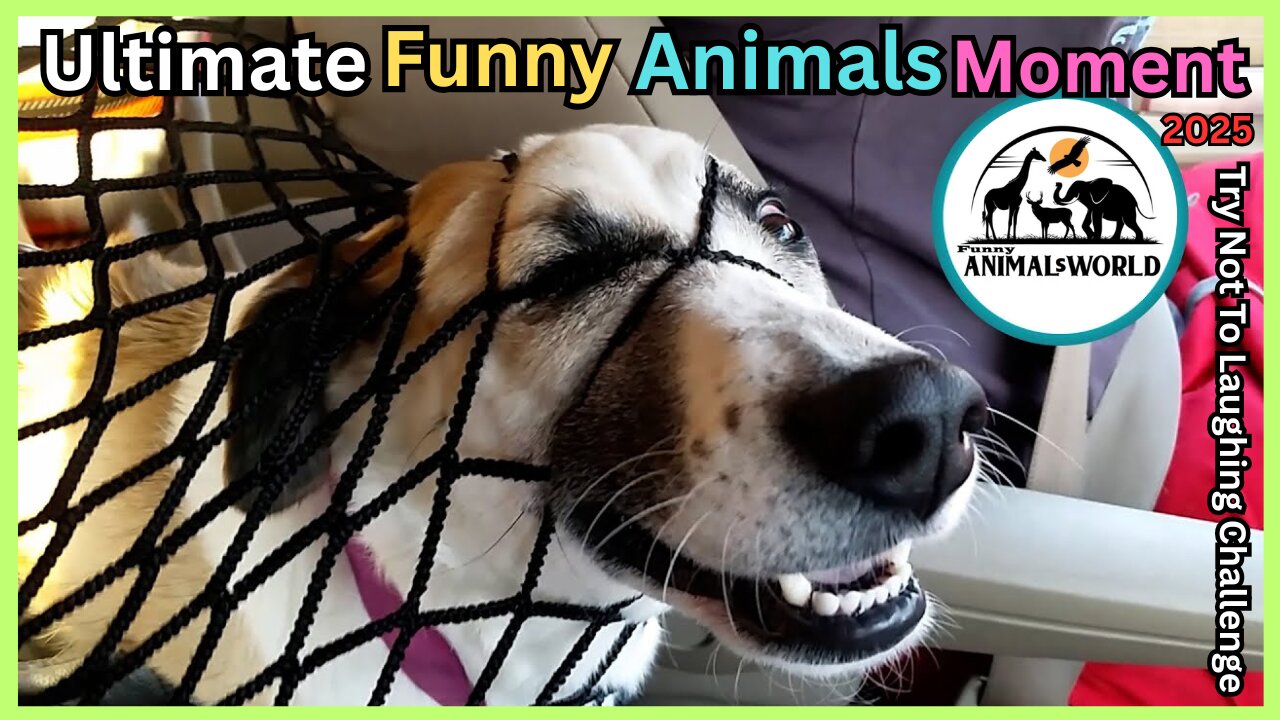Ultimate Funny Animal Compilation 2025