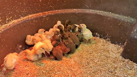 Ducks and turkey