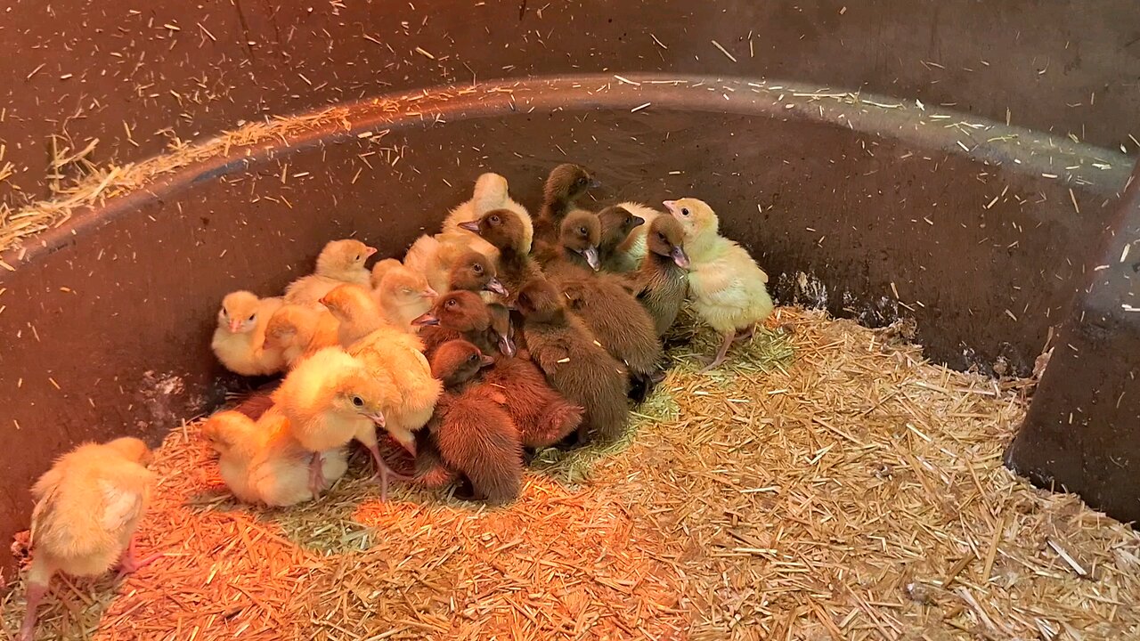 Ducks and turkey