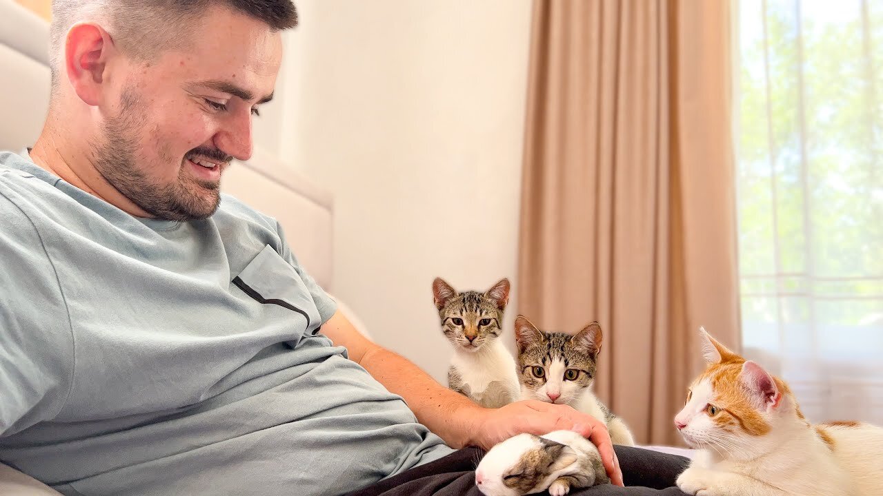 Funny Kittens React to Baby Bunny [Funniest Video]