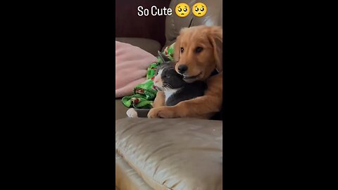 Cute Dogs and Cats Playing | Funny Pets Compilation
