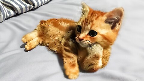 Funny Animal Videos 😂 Try Not to Laugh PART 20