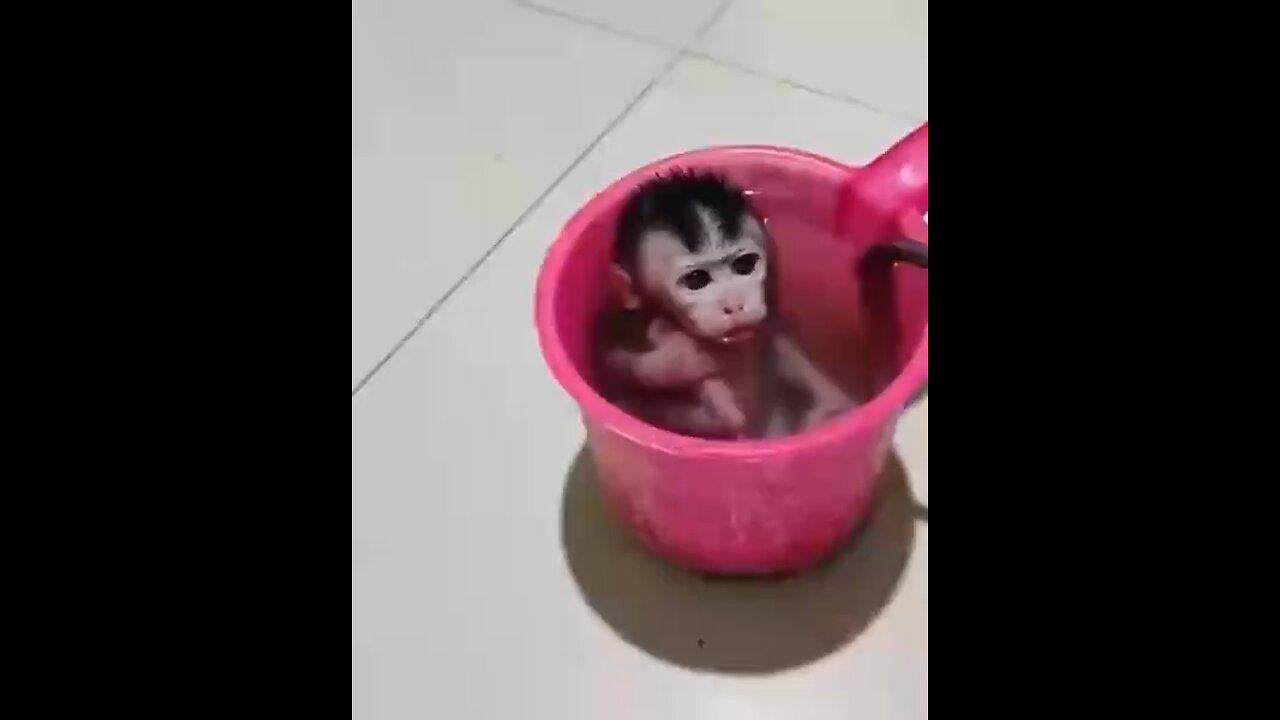 Cute monkey 5
