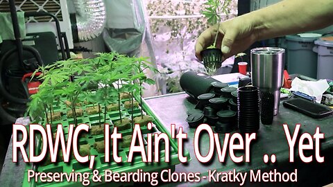 RDWC, It Ain't Over Til It's Over, Bearding Clones Using Kratky Method