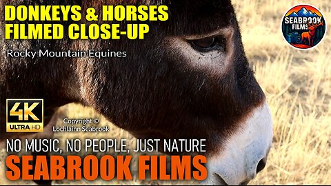Donkeys and Horses Filmed Close-up: Rocky Mountain Equines