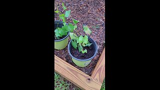 Muscadine Seedlings