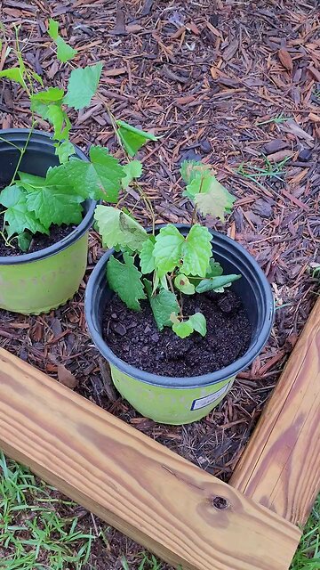 Muscadine Seedlings