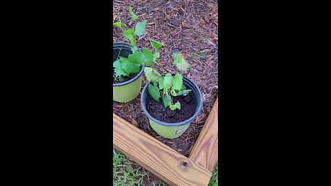 Muscadine Seedlings