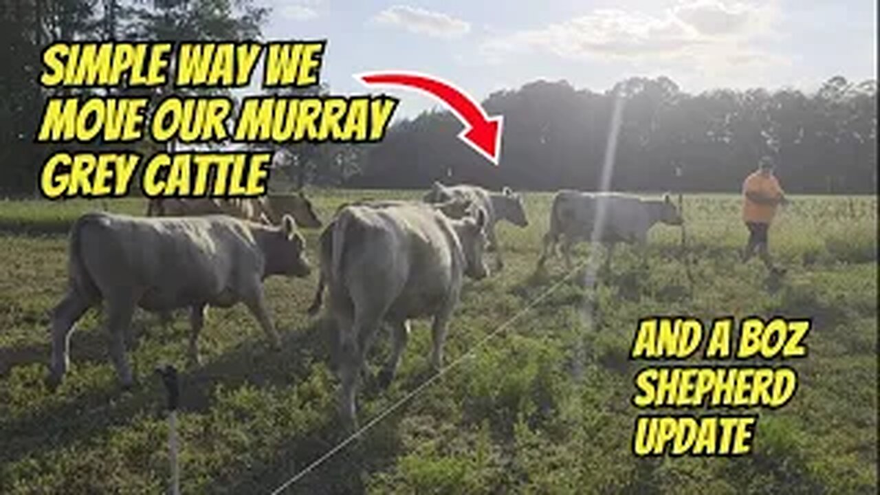 Rotational Grazing Our Murray Grey Cattle + Boz Shepherd Update