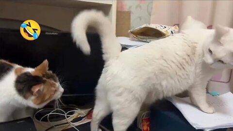 Funny Dogs And Cats Videos 2024 😅- Best Funnies Animal Video Part31