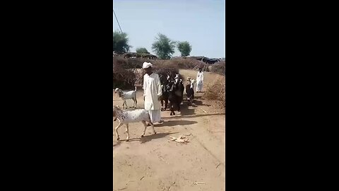 funny animal