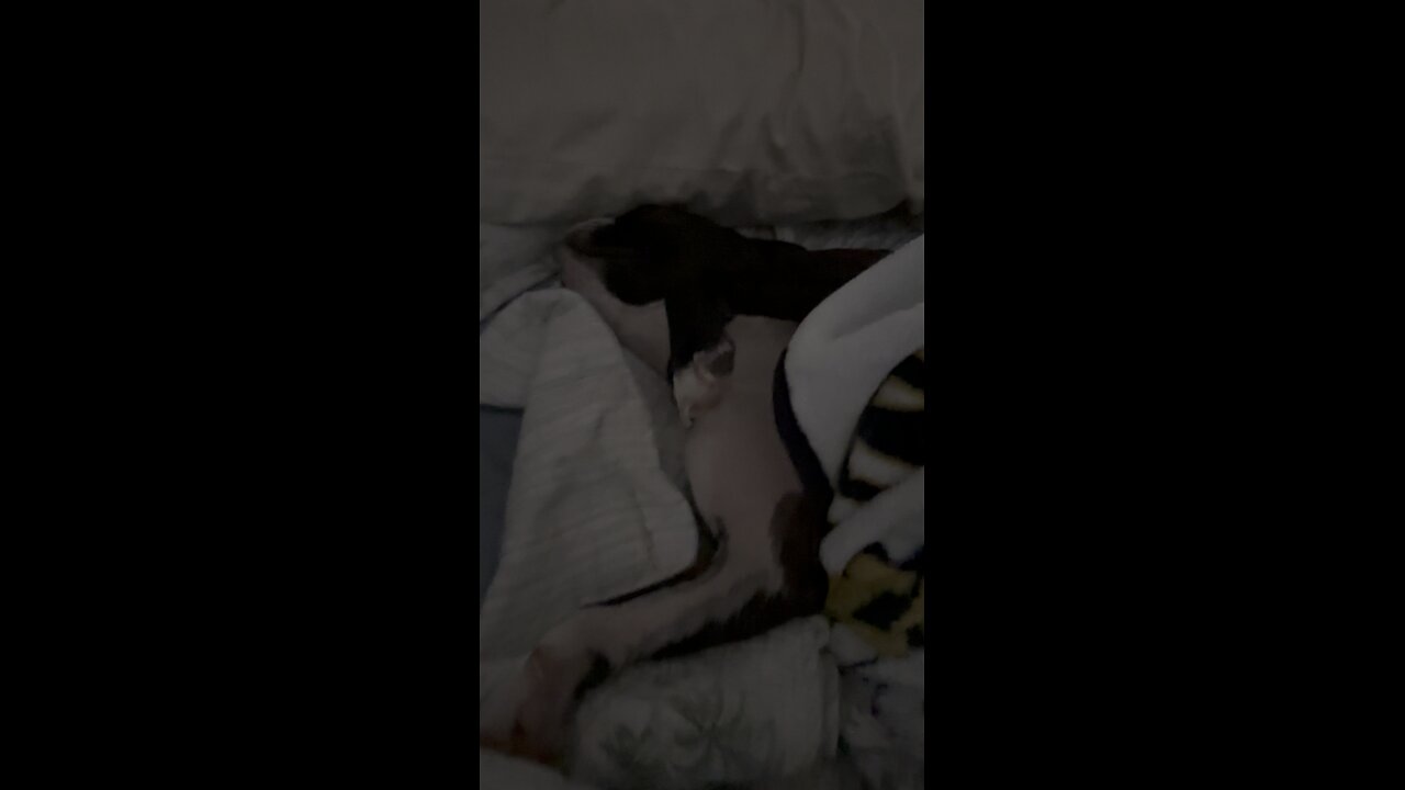 Puppy Snores In Paradise! | 4K