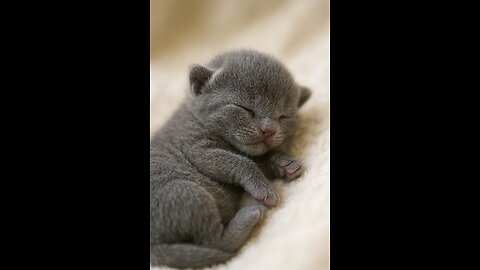 From Eyes Closed to First Glance: The Adorable Journey of a Russian Blue Kitten