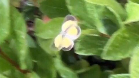 Dainty Sulphur Butterfly 7-6-2025
