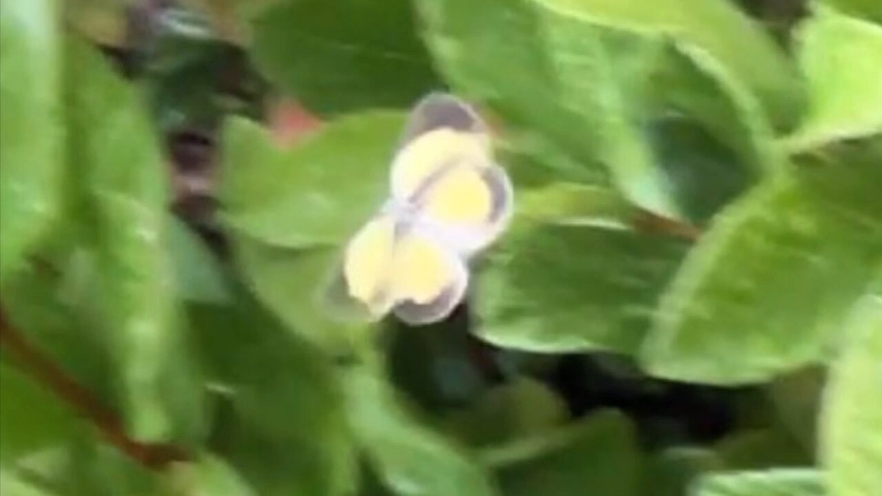 Dainty Sulphur Butterfly 7-6-2025