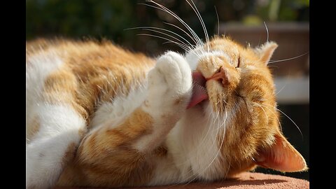 Why Do Cats Lick Their Paws After Eating? 🐾