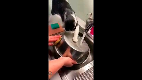 cats helping their owners🩷🫶