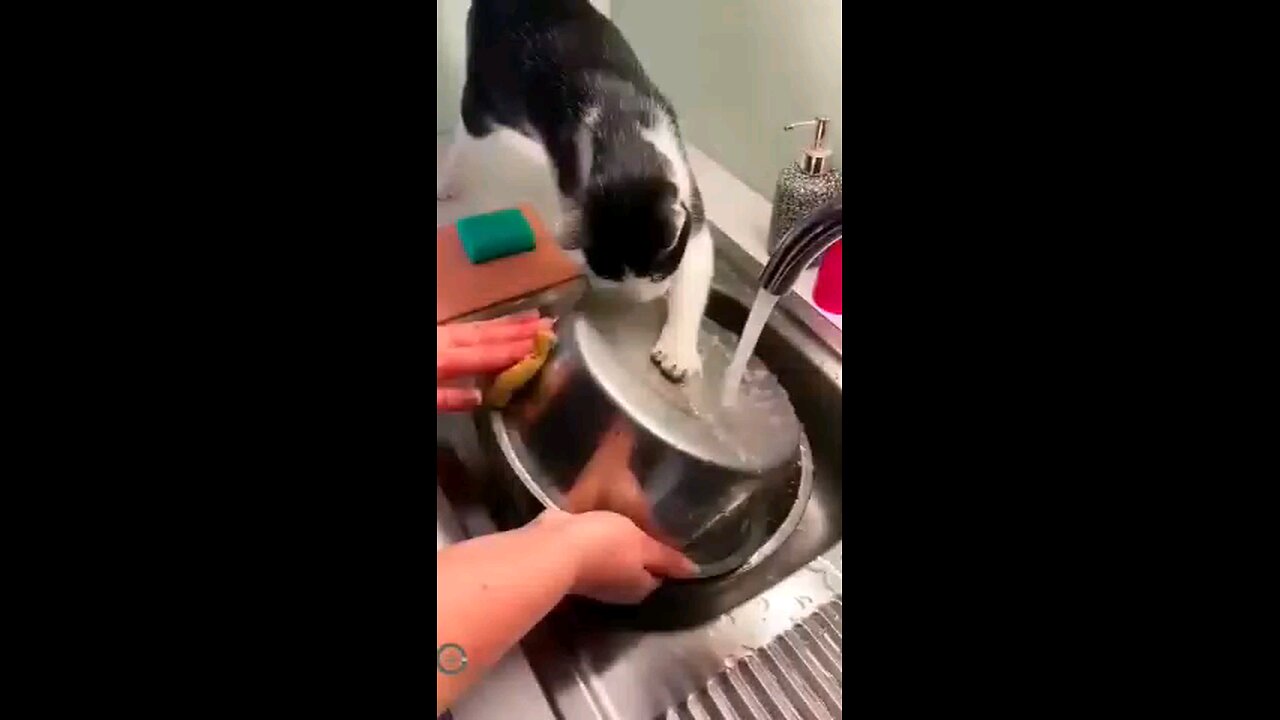 cats helping their owners🩷🫶