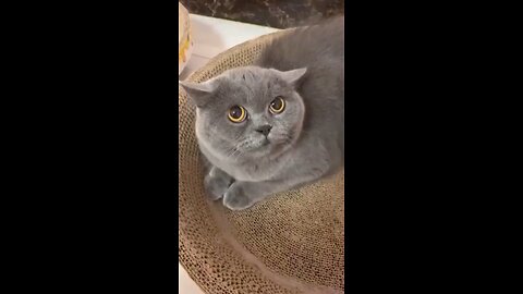 cat lol