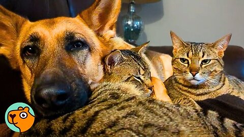 Huge German Shepherd Finds a Soulmate in This Cat | Cuddle Buddies