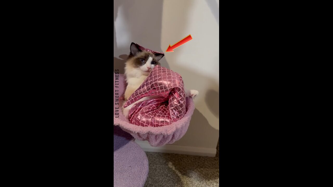 kittens are so cute