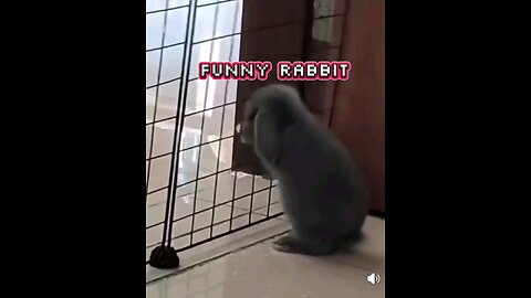 FUNNY RABBIT HIJINKS