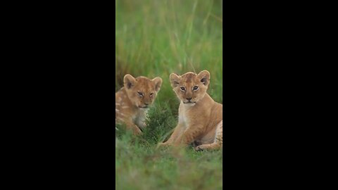 wildlife heart touching WhatsApp status video