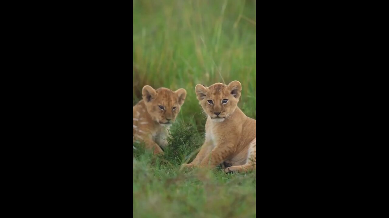 wildlife heart touching WhatsApp status video
