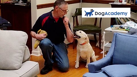 Molly's Story Dog Academy