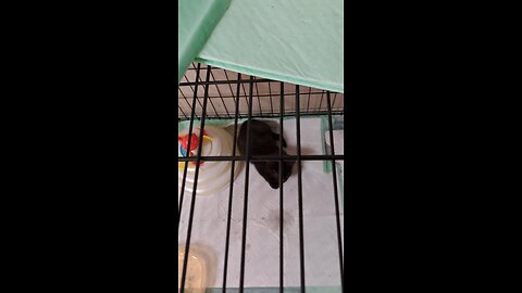 Meet my new baby Kitten Andy