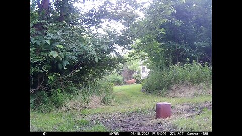 Deer Cam 07-18-2025 Deer On Trail By Our House Going To Camera. Game Cam Trail Cam