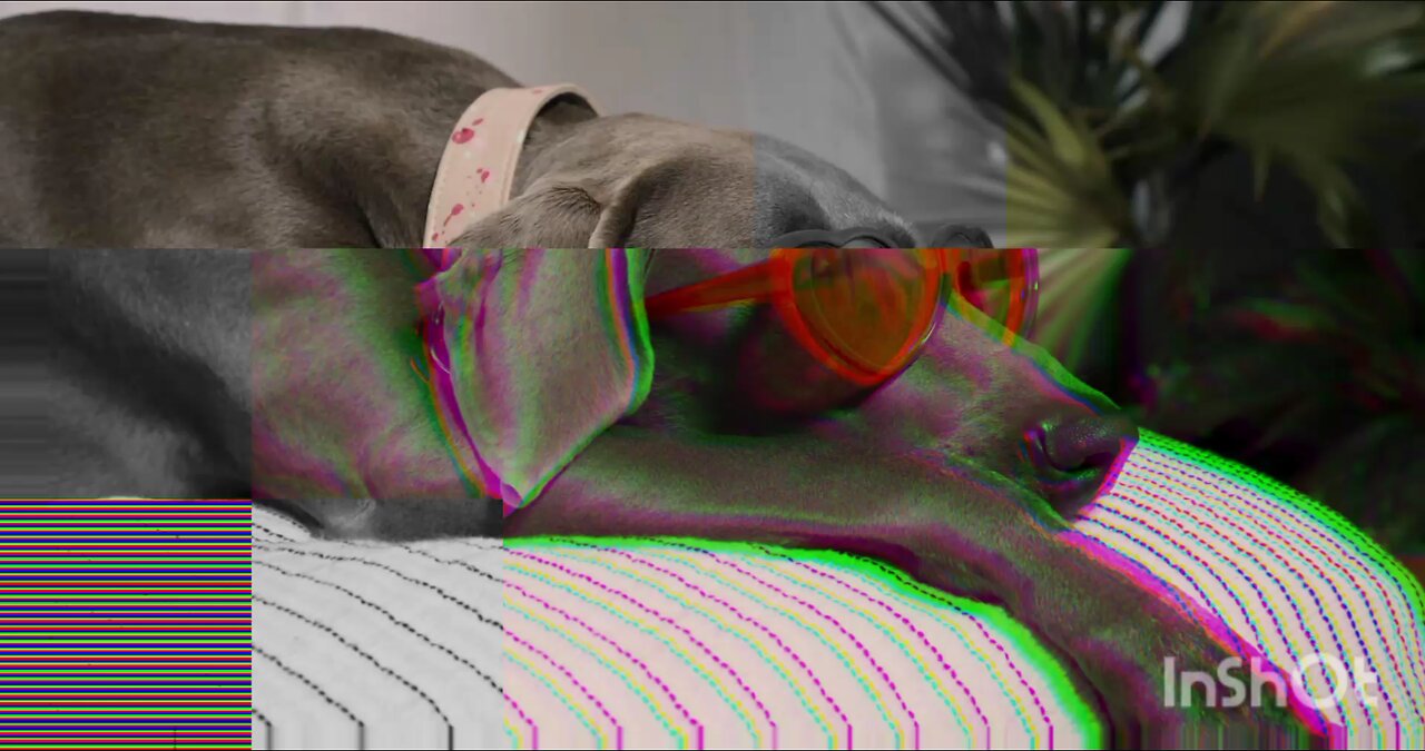 dog lover