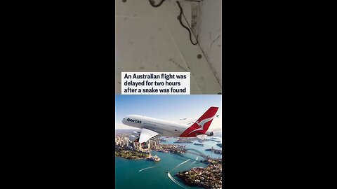 A flight in Australia was delayed for two hours after a stowaway snake was found in the plane's carg