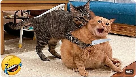 Try no to laugh impossible funny cat fails