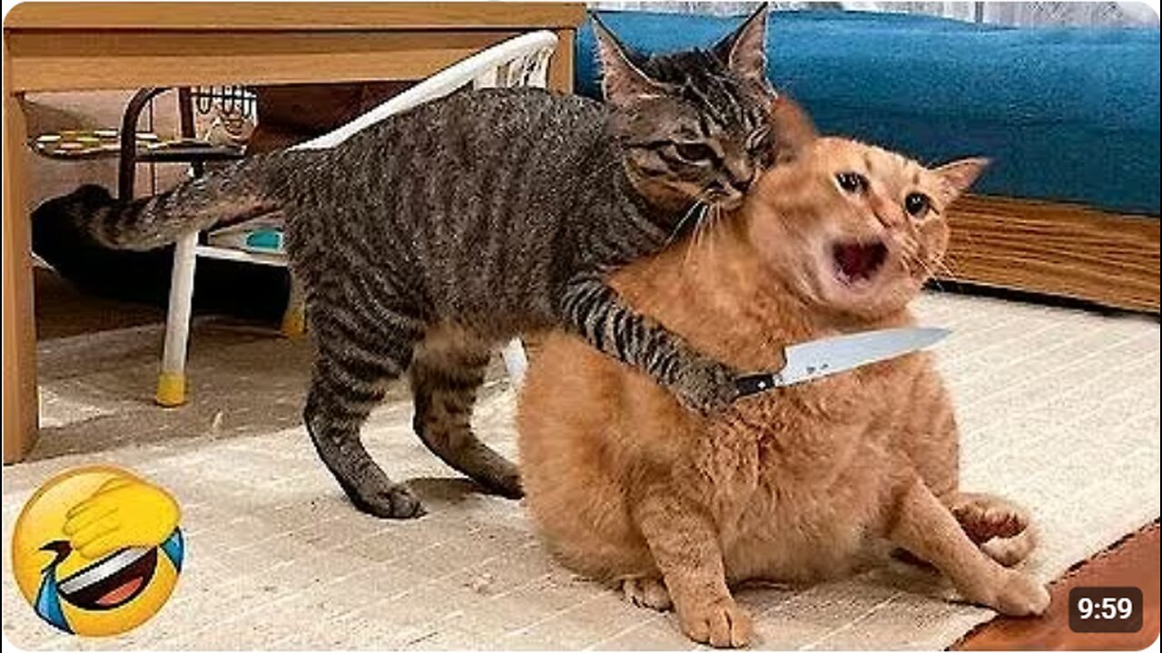 Try no to laugh impossible funny cat fails