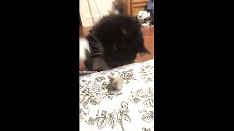 Cat Encounters “Elephant”